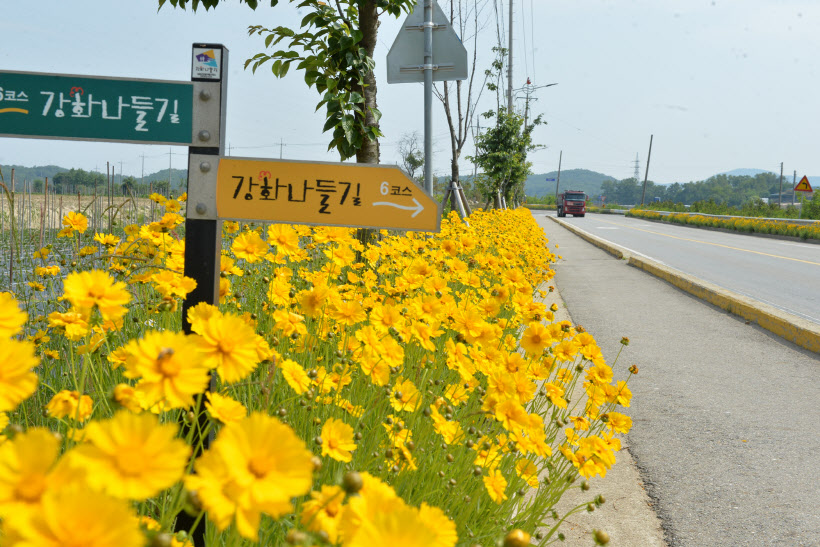 강화 해안도로 노란 금계국 보러 오세요