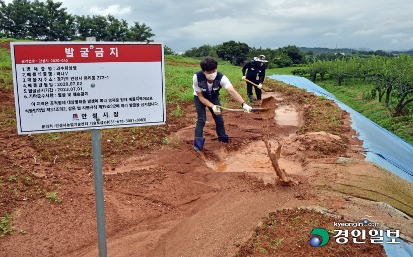 [경인포토]과수화상병 매몰지 점검 하는 안성시 농업기술센터