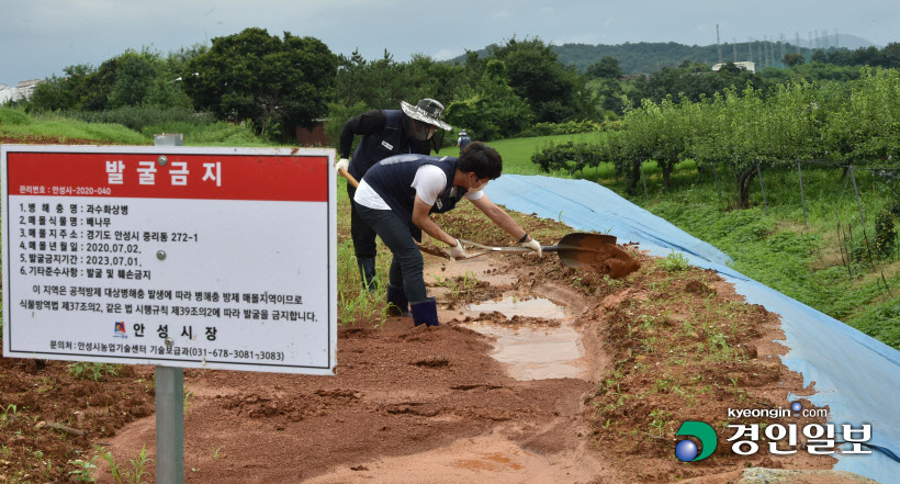 [경인포토] 장마철 과수화상병 매몰지 점검