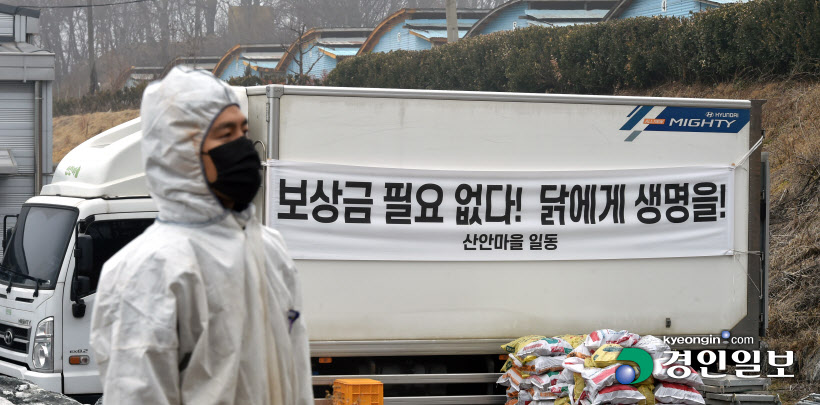 3면 기사관련 살처분 거부한 조류인플루엔자 발생인근 농가3