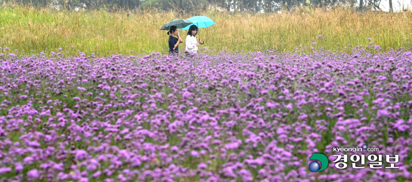 버베나 꽃밭 산책하는 시민들 (11)