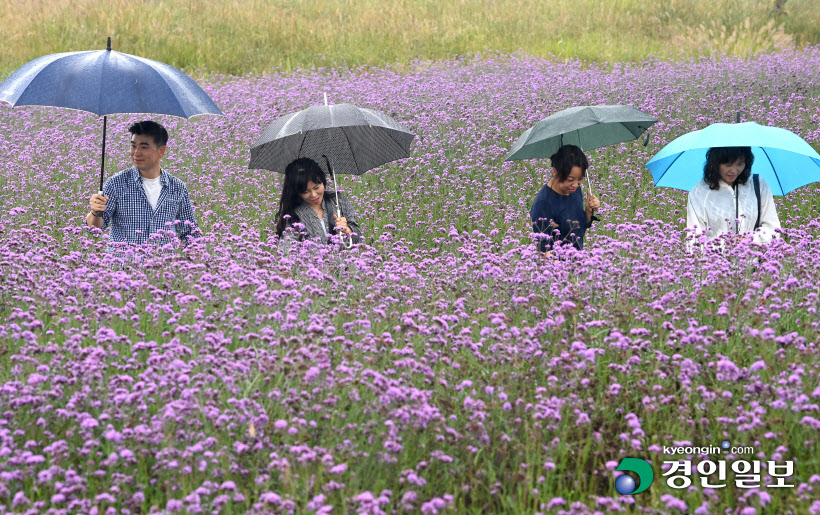 버베나 꽃밭 산책하는 시민들 (8)