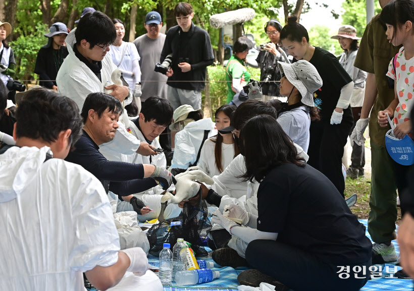 가락지 부착하는 저어새