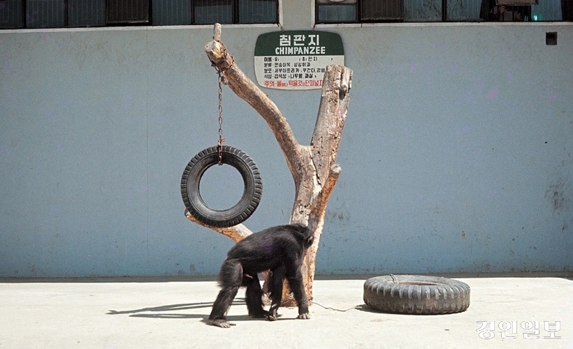 창경원-동물.jpg