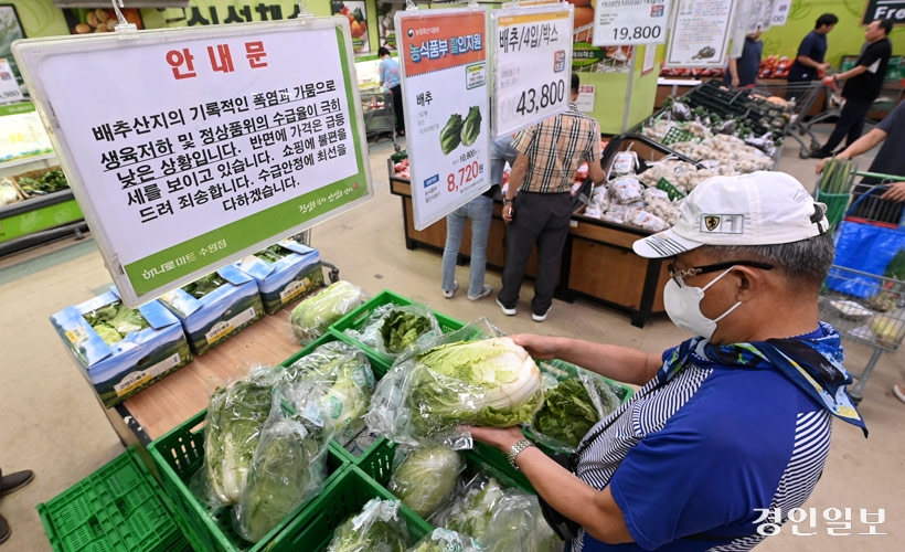 배추 수급 안정을 위한 안내문