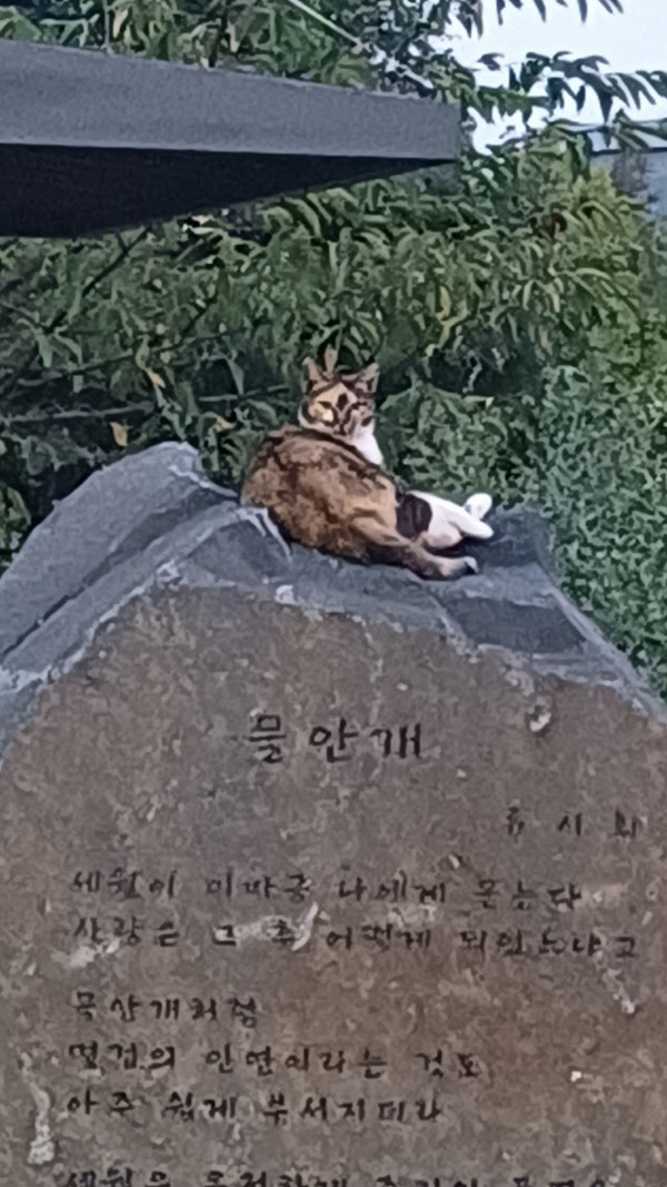 삼색이