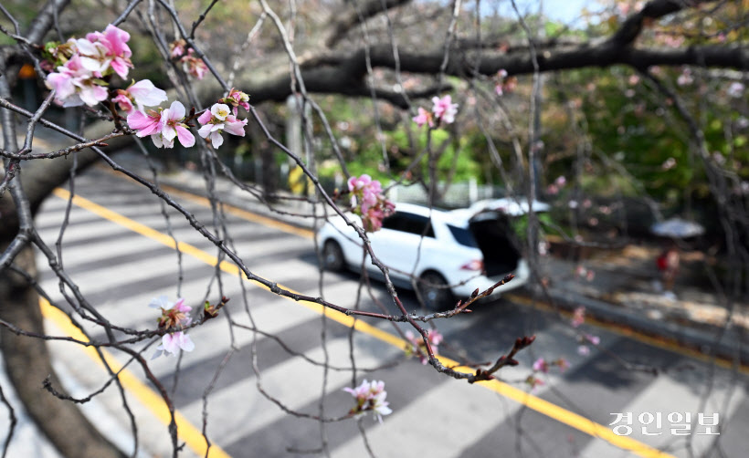 [포토] 철 없는 벚꽃