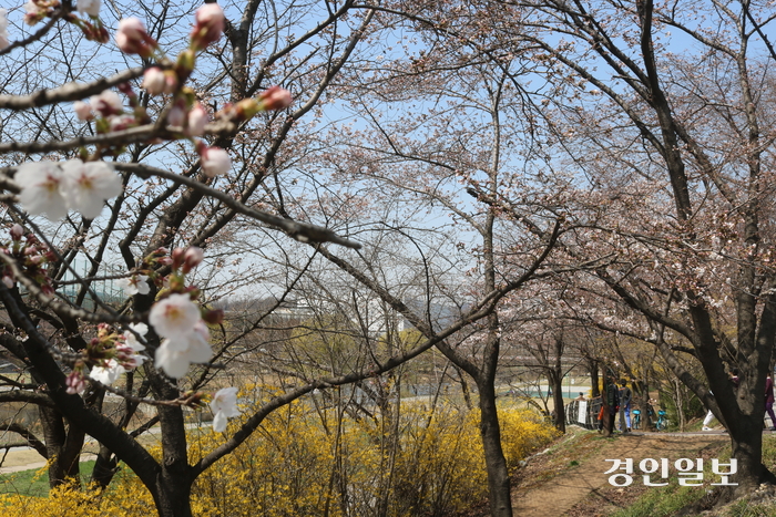 성남지역 벚꽃 명소 중 한 곳인 분당구 야탑동 분당보건소 앞 탄천변에 꽃망울을 터트린 벚꽃들이 바람에 흔들거리고 있다. 성남/김순기기자 ksg2011@kyeongin.com