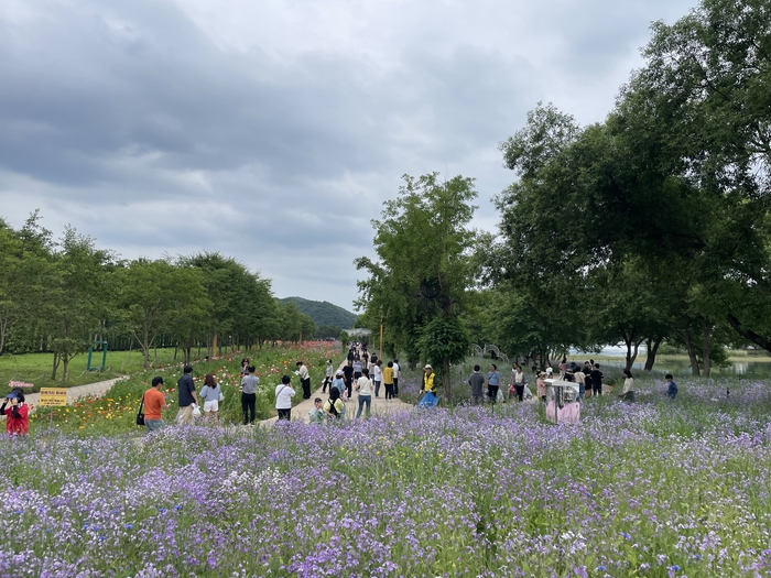 25일 개막한 ‘2024 Colorful Garden 자라섬꽃 페스타’를 찾은 방문객이 청유채꽃밭을 감상하며 산책하고 있다. 2024.5.25 가평/김민수 기자kms@kyeongin.com