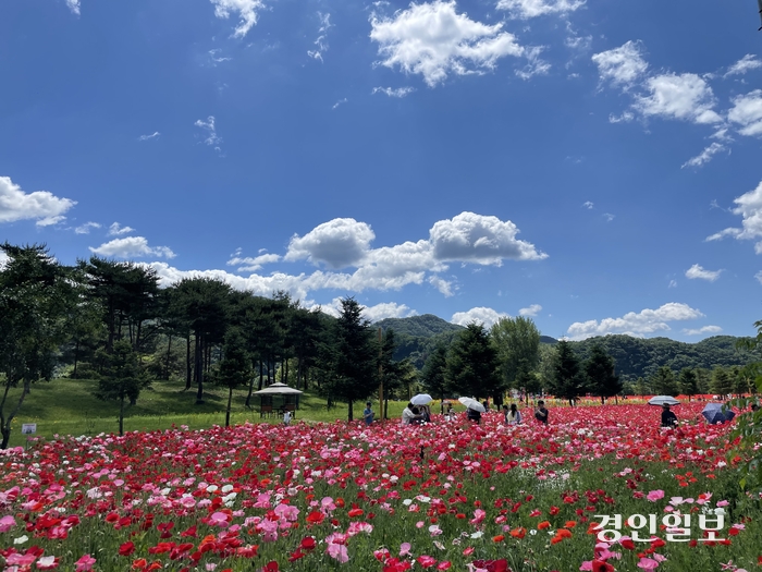 2일 가평 자라섬 꽃 페스타를 찾은 방문객들이 만개한 양귀비꽃밭에서 사진을 찍으며 추억을 만들고 있다. 2024.6.2 가평/김민수기자 kms@kyeongin.com