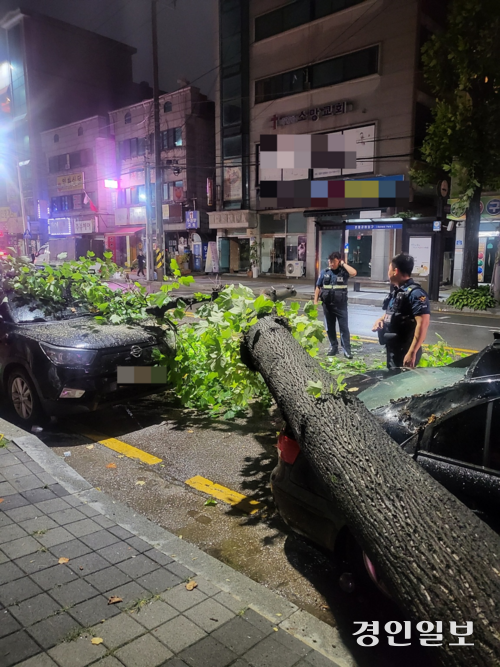 30일 새벽 안산시 상록구 본오동의 한 도로에서 가로수가 강풍에 쓰러져 길에 주차돼 있던 차량 2대가 파손되는 피해가 났다.  2024.6.30 /경기도소방재난본부 제공