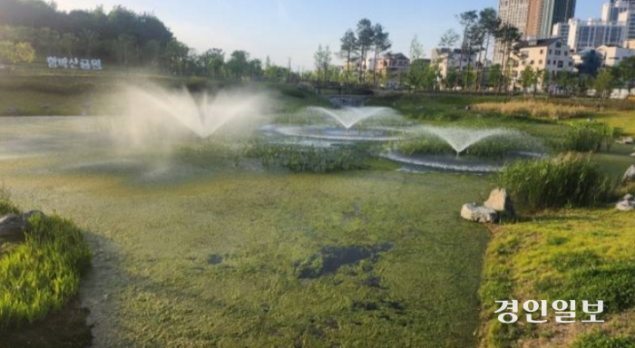 평택시 고덕동 함박산 중앙공원 저류지에 녹조가 발생, 인근 주민들이 악취 등으로 불편을 겪고 있다.  /독자 제공