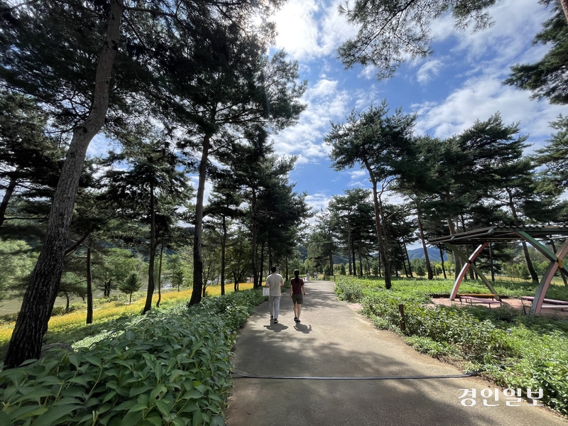 지난14일 자라섬꽃페스타를 찾은 방문객이 일명 소나무 산책로를 걷고 있다. 2024.9.14 가평/김민수기자 kms@kyeongin.com