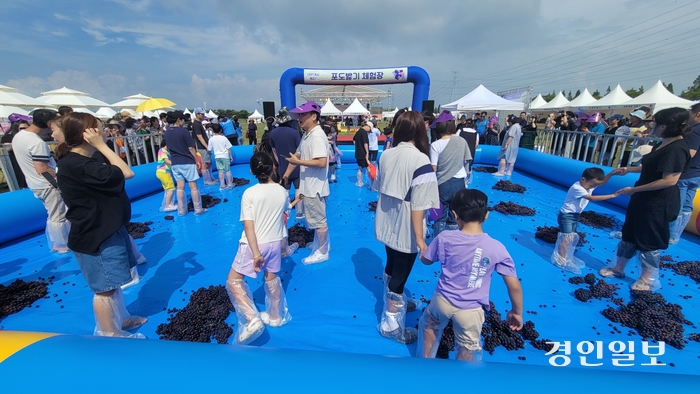 안산 대부도에서 오는 28일부터 29일까지 대부포도축제가 열린다. 2024.9.25 /안산시 제공