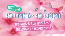 ＂벚꽃엔딩은 경기도청에서…＂ 주말 마지막 벚꽃 비라도 맞아보자