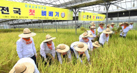 [포토] 임금님표 이천쌀 첫 수확