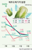 하늘 높은 줄 모르는 배춧값… 10월 출하 작년 대비 9.4% 준다