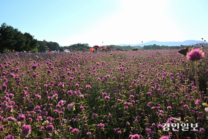 양주시, 천일홍 축제 전시 꽃 판매… 핑크뮬리·가우라… 한묶음 1천원