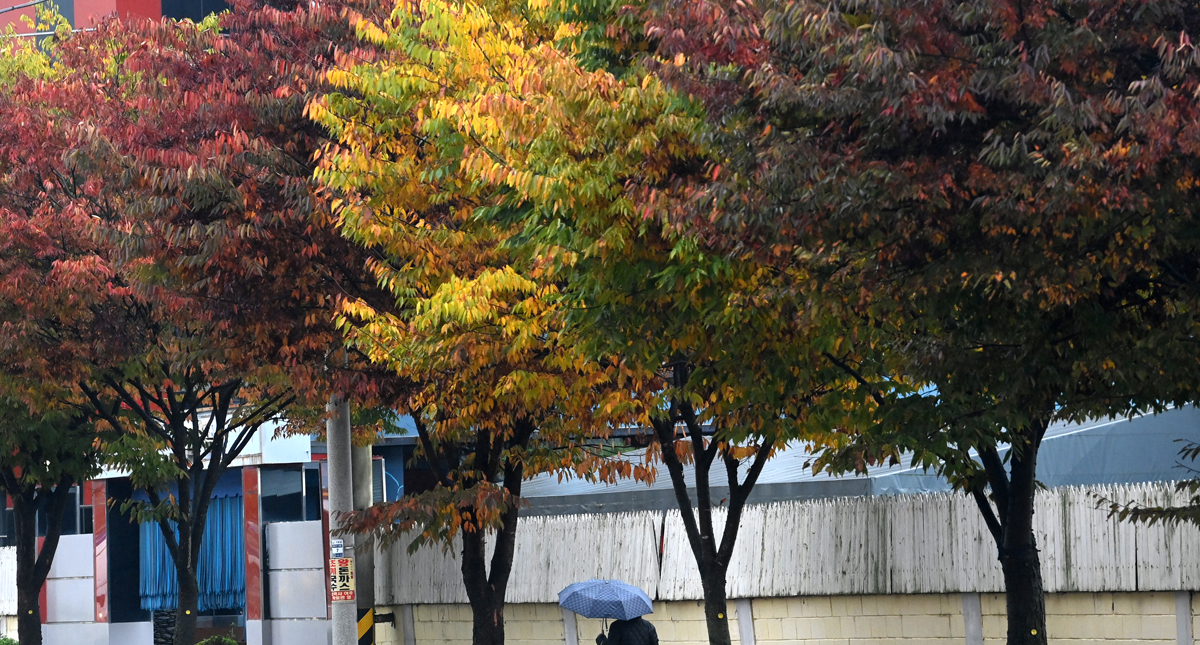 [화보] 상강에 물든 단풍